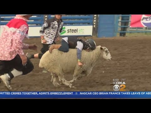 Sam Van Tassell's 93-Point Mutton Bust at Age 5